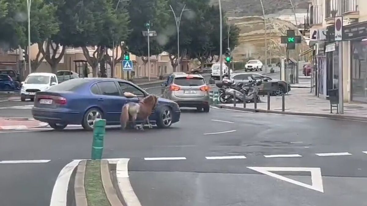 Buscan a un individuo que circulaba con un poni atado a su coche en Almería