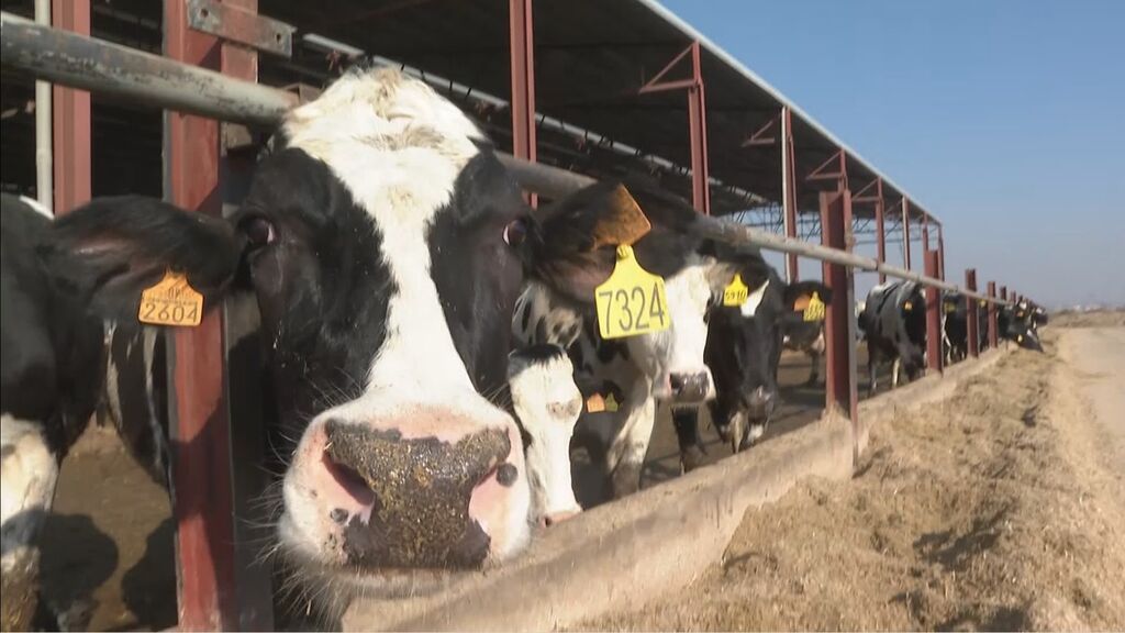El estiércol de 2.000 vacas abastece por primera vez de biometano a la red de gas de España