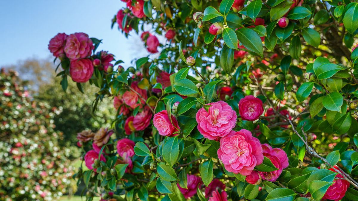 Vuelven las visitas a las camelias del Castillo de Soutomaior - NIUS