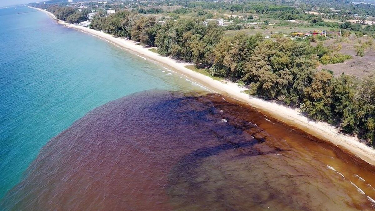 Vertido de petróleo en Tailandia: qué lo ha causado y cómo afectará a la biodiversidad marina