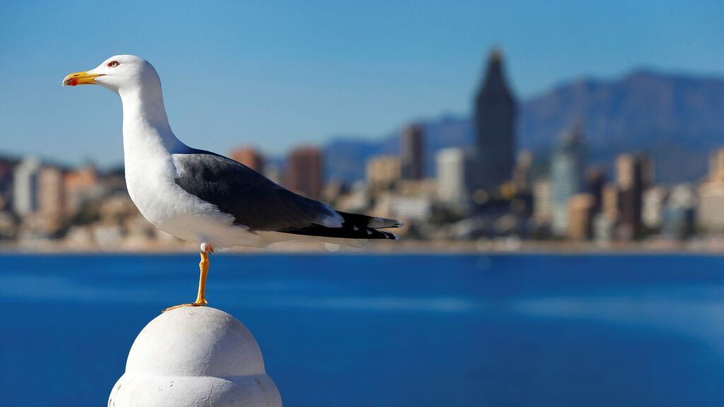 Montaña rusa de temperaturas: días primaverales seguidos de noches invernales en toda España