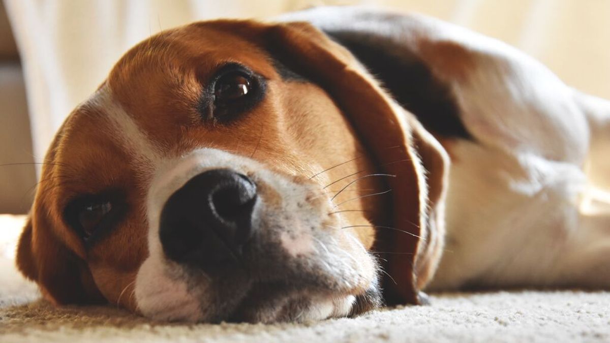La Universitat de Barcelona no ve "método alternativo" al uso de perros en la investigación de un fármaco con beagles La Universitat de Barcelona no ve "método alternativo" al uso de perros en la investigación de un fármaco con beagles