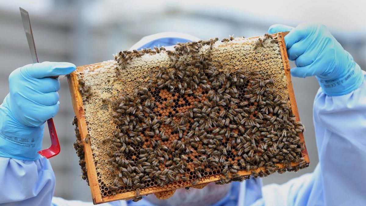 Jorge Matey: "Es un misterio saber por qué, de repente, las abejas abandonan la colmena"