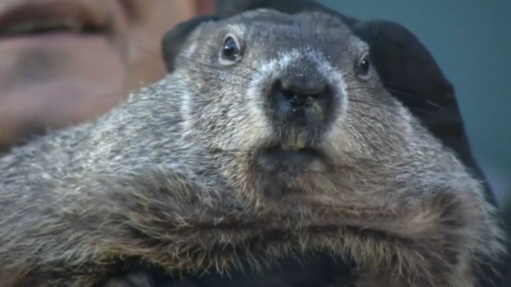 La marmota Melltown Mel ha muerto a horas del 'Día de la Marmota'