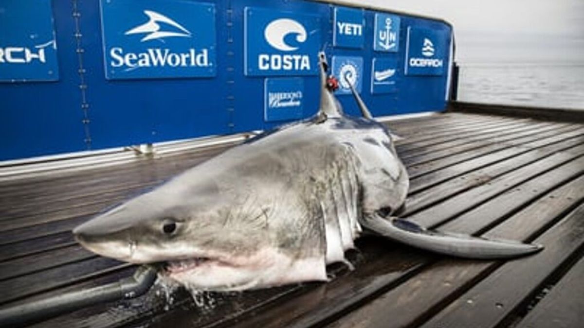 Localizan un enorme tiburón blanco de más de 3 metros en la costa de Florida