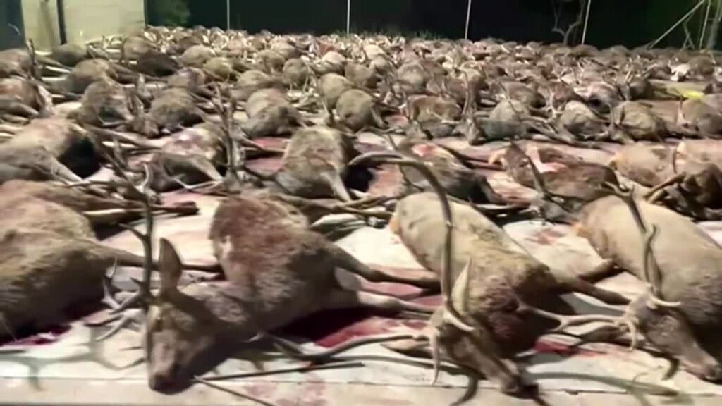 Matanza de más de 440 ciervos, muflones y jabalíes en una finca privada de Córdoba