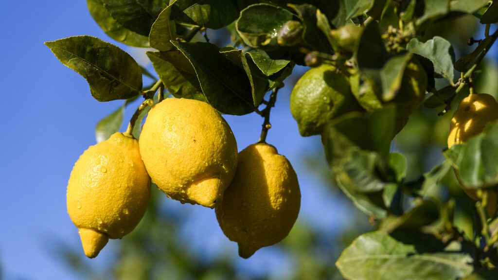 10 datos sobre el limón cultivado en Europa que posiblemente desconocías