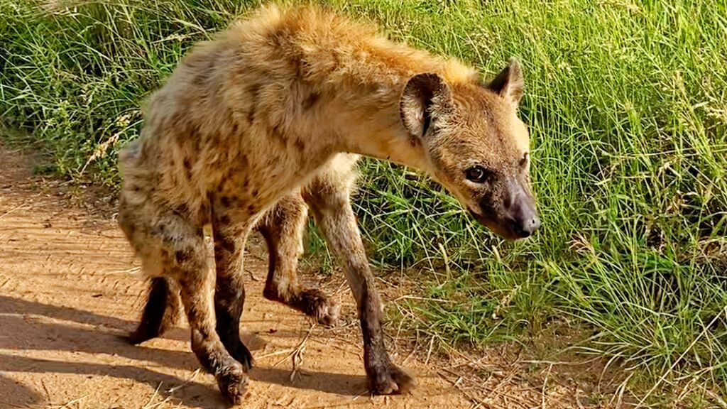 Una hiena aprende a caminar sobre dos patas por sí sola en Sudáfrica tras el ataque de un león