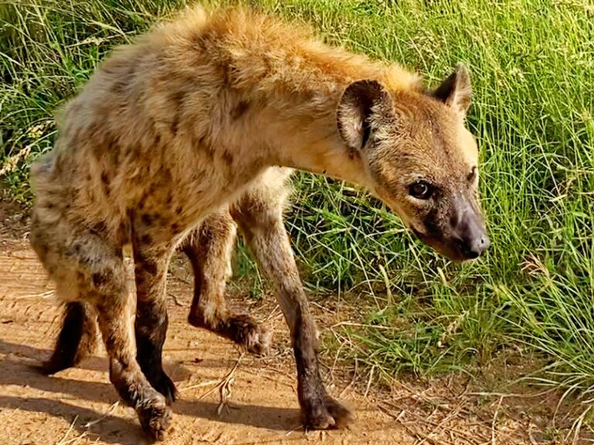Una hiena aprende a caminar sobre dos patas en Sudáfrica