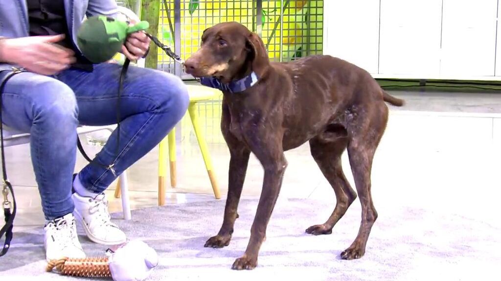 Bremen busca un nuevo hogar tras ser abandonado