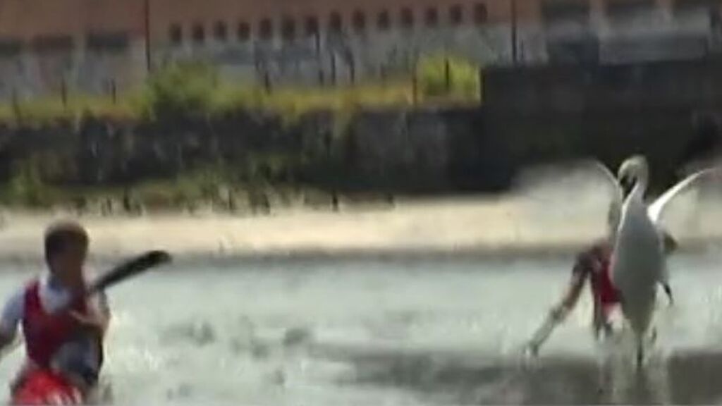 Un piragüista mata un cisne a palazos en el río Bidasoa, en Irún