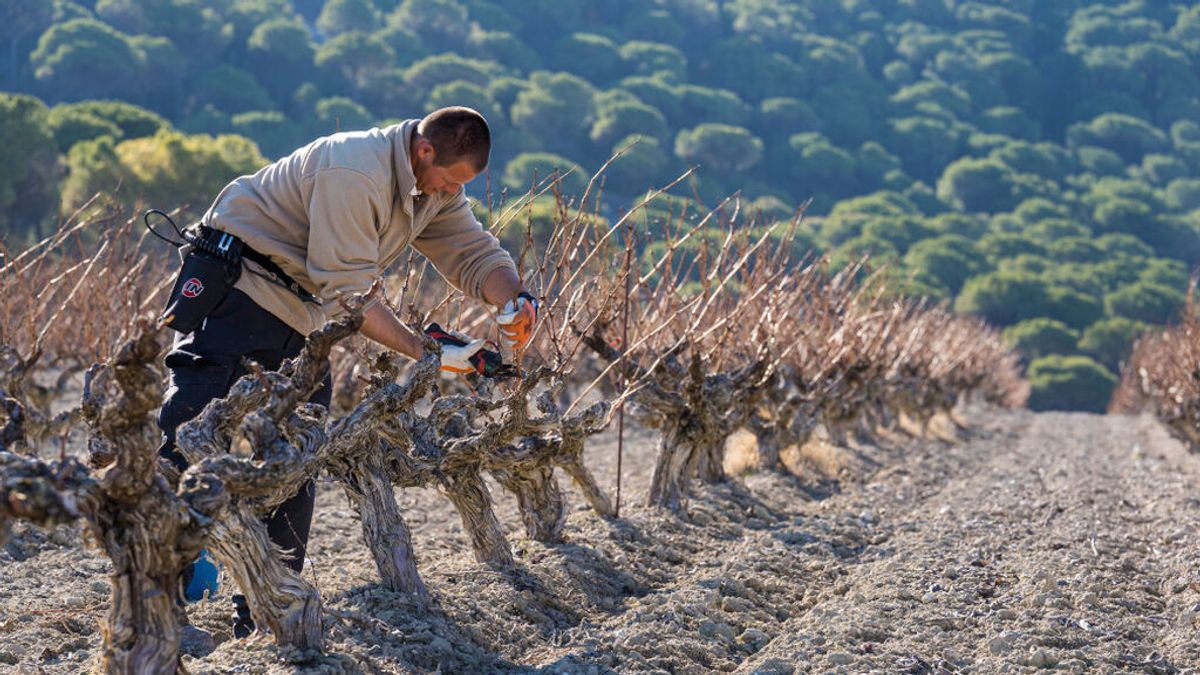 Vega Sicilia abrirá una bodega en las Rías Baixas para elaborar vino Albariño