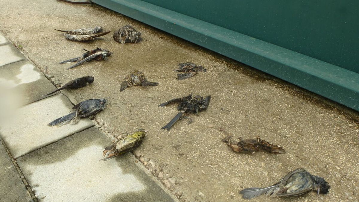 PISTAS DE PADEL AVES MUERTAS PISTAS DE PADEL AVES MUERTAS