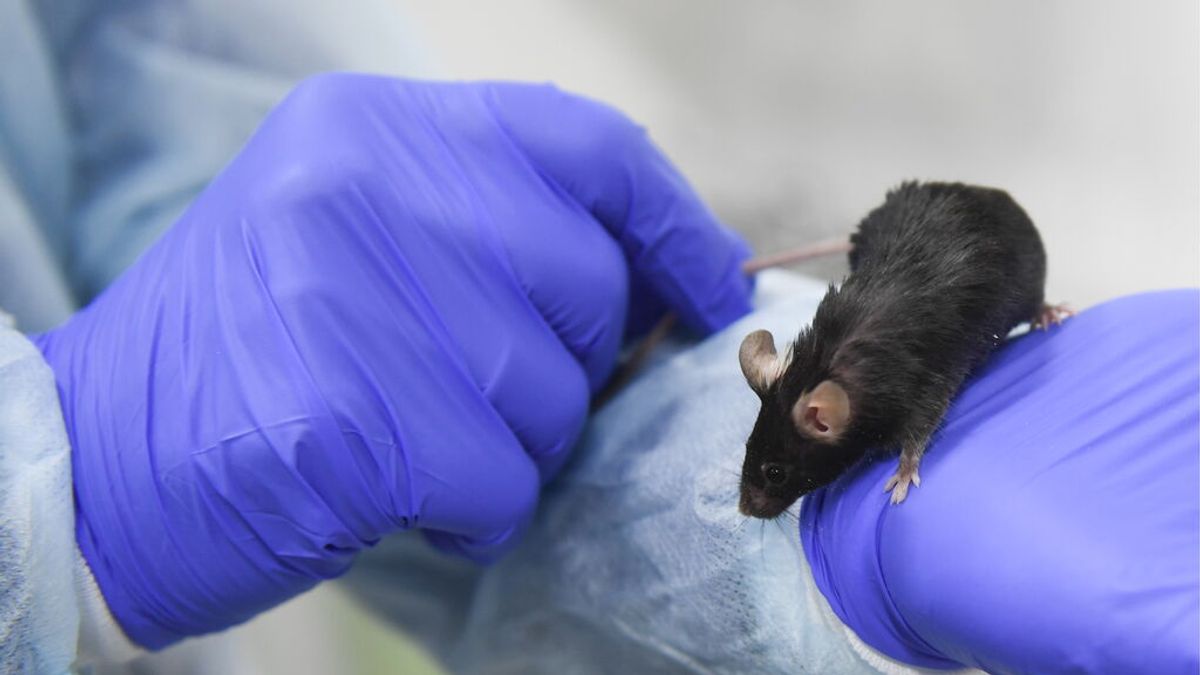 Un equipo del CSIC demuestra en ratones una estrategia para prevenir el desarrollo de leucemia infantil