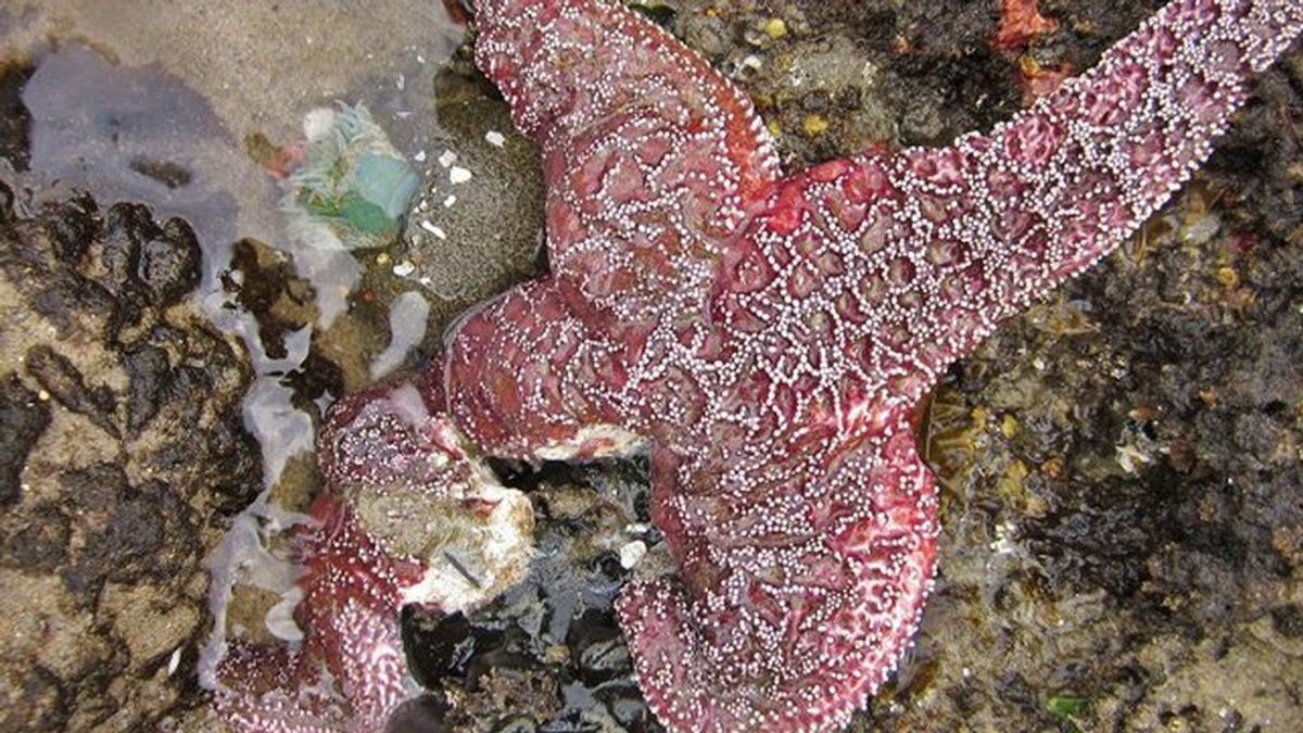 Un misterioso síndrome está haciendo que las estrellas de mar se descompongan en todo el mundo