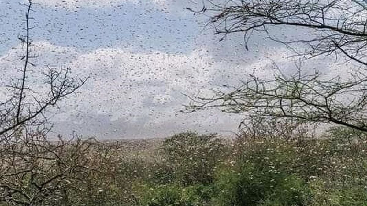 Plaga bíblica de langosta en Sudáfrica: millones de estos insectos tiñen el cielo de marrón