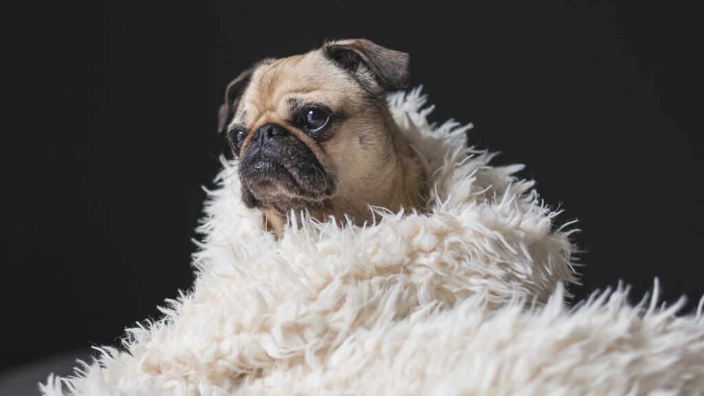 Cómo quitar los pelos de tu mascota de la ropa en la lavadora