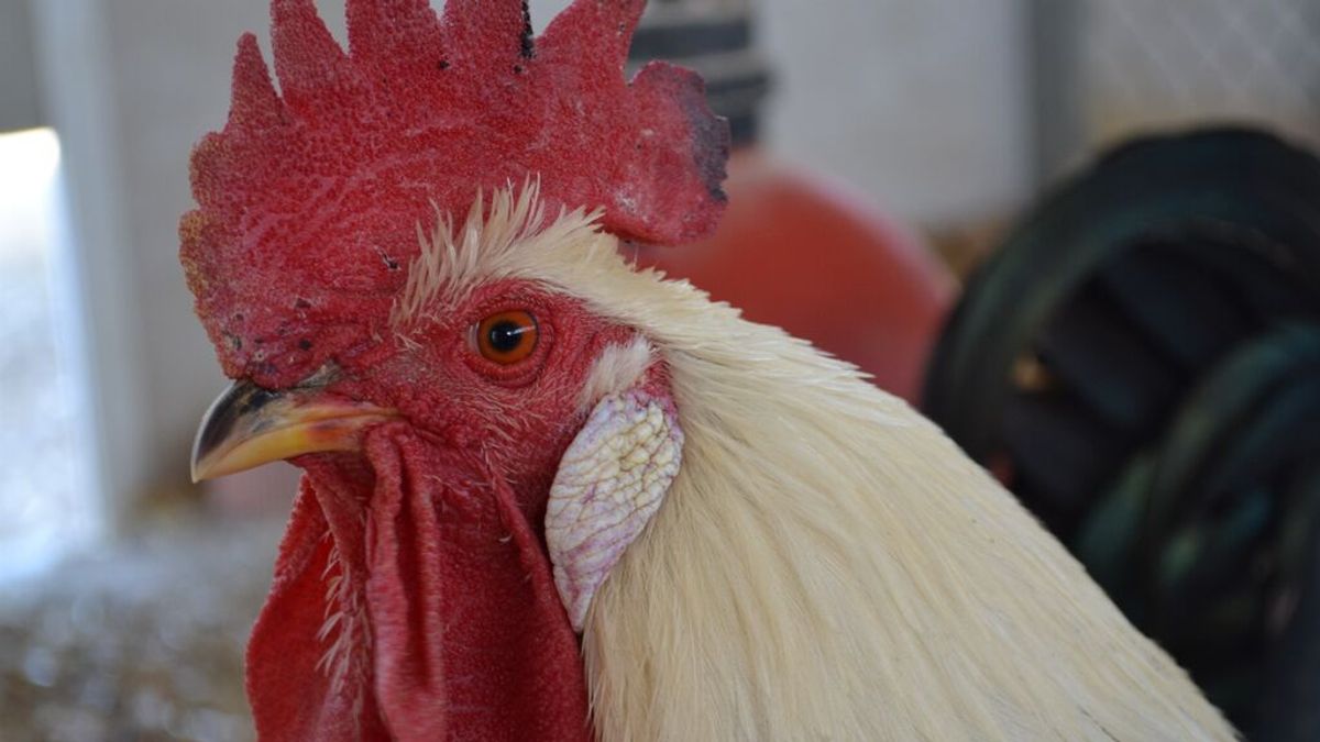 Un foco de gripe aviar obliga a sacrificar 133.750 gallinas y afecta a 32 granjas en Valladolid Un foco de gripe aviar obliga a sacrificar 133.750 gallinas y afecta a 32 granjas en Valladolid