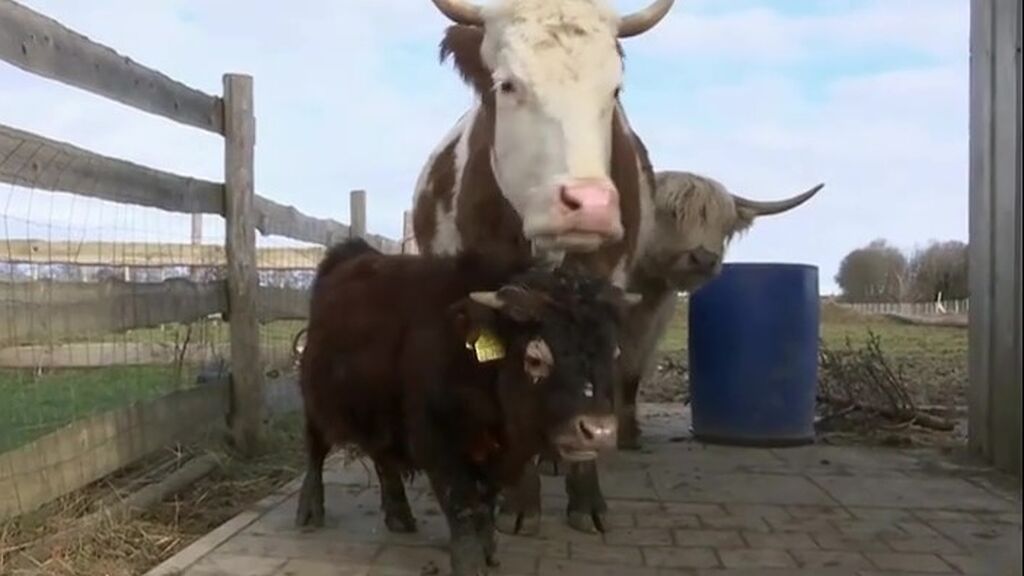 Un toro enano llamado Napoleón se convierte en el centro de las miradas en una granja alemana