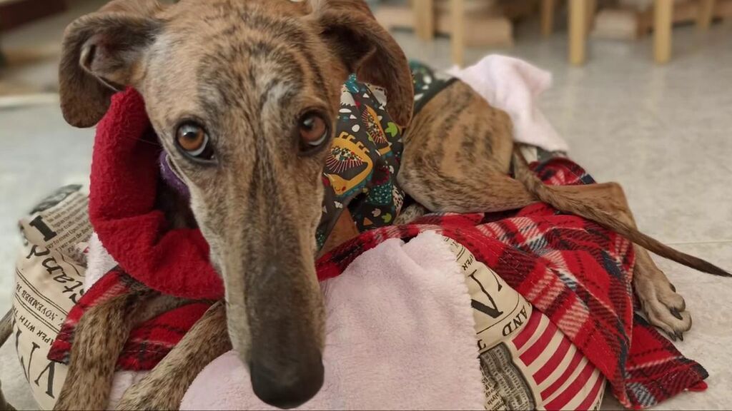 Mara, una galga abandonada tras la temporada de caza, necesita un nuevo hogar