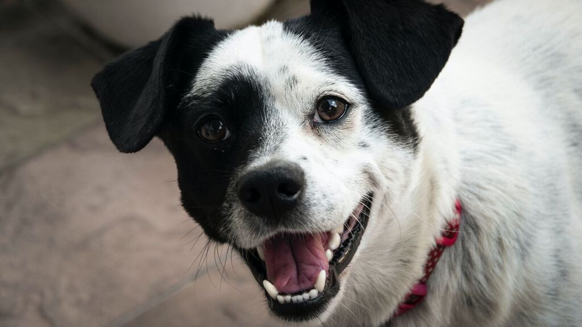 El genial curriculum de un perro "graduado en mimos" que busca adopción tras el fallecimiento de su dueño