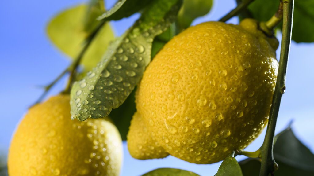 ¿Por qué es importante recurrir a la vitamina C durante el invierno?