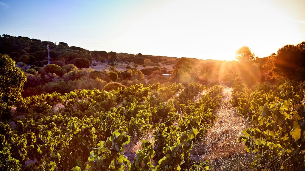 Viñedos de la Bodega Marañones