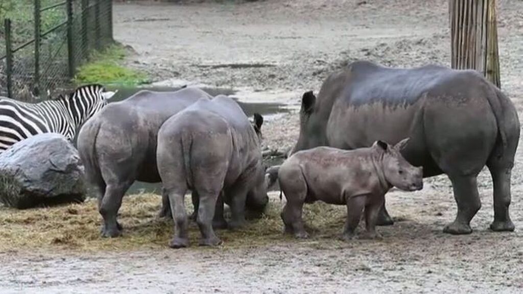 El zoológico de Arnhem, en Países Bajos, presenta a 'Stark', un rinoceronte de solo tres meses de edad