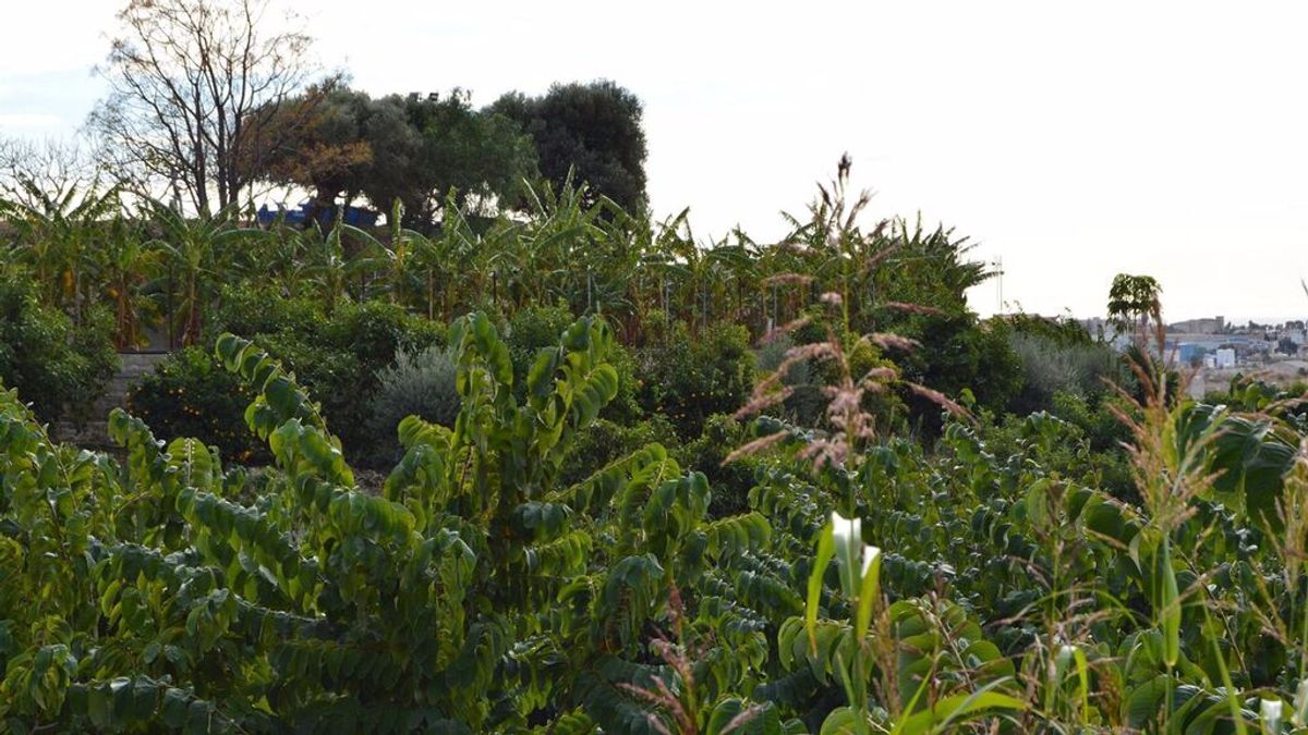 Agricultores de la Costa Tropical advierten de pérdida de "miles de empleos y cultivos" debido a la sequía