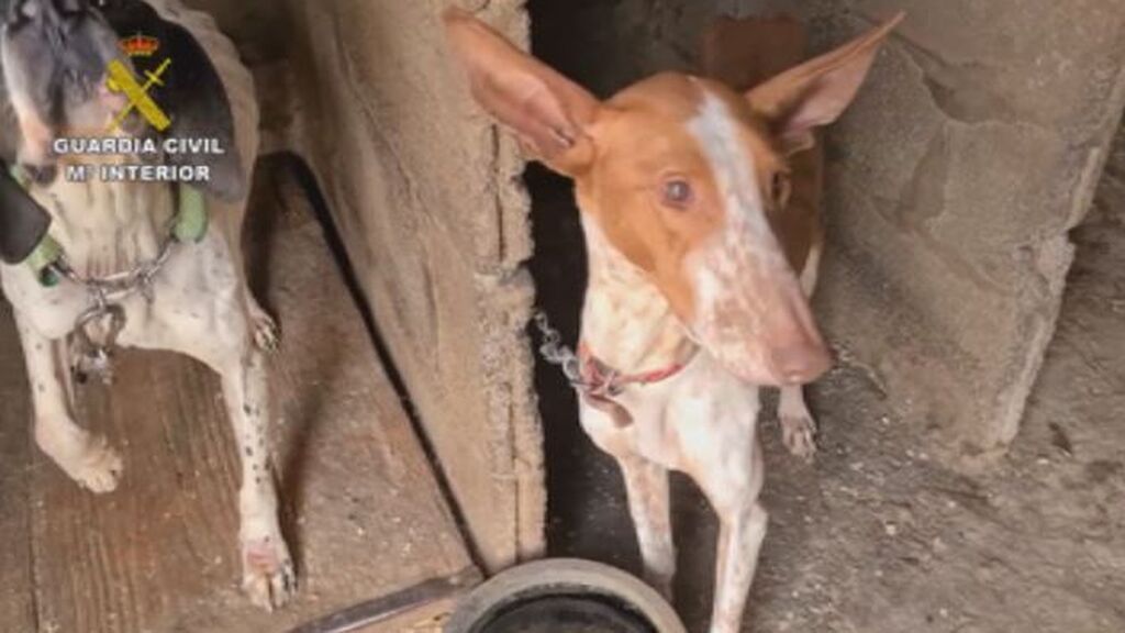 Liberan perros maltratados en Las Palmas