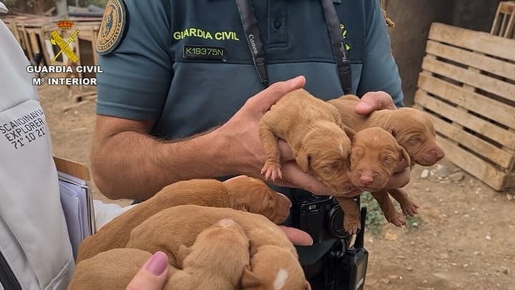 Hallan a 39 perros y seis cachorros en condiciones insalubres en Gran Canaria: un propietario, detenido