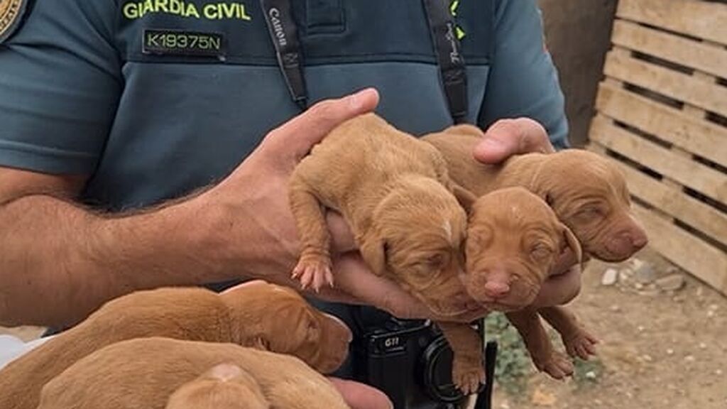 La Guardia Civil rescata en Gran Canaria a 39 perros y seis cachorros en pésimas condiciones