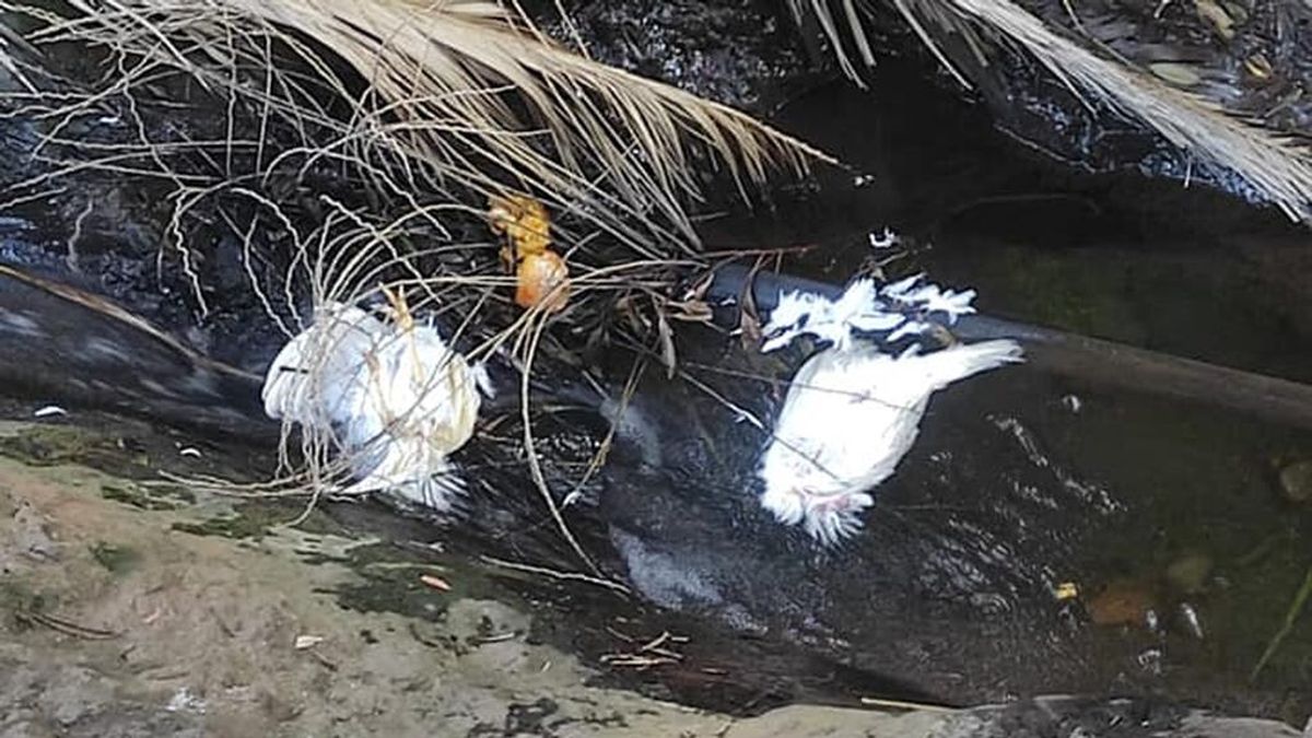 Denuncian la práctica de rituales con aves descabezadas en el Parque Natural de Anaga, Tenerife Denuncian la práctica de rituales con aves descabezadas en el Parque Natural de Anaga, Tenerife