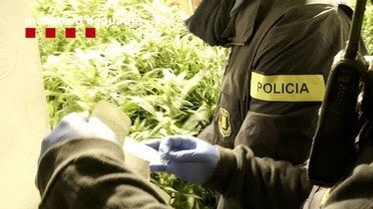 Detenidas siete personas e intervenidas 19.000 plantas de marihuana en Barcelona y Girona
