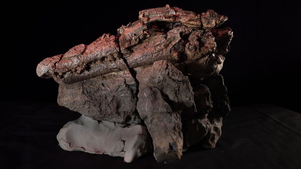 Confractosuchus-skull-fossil-small