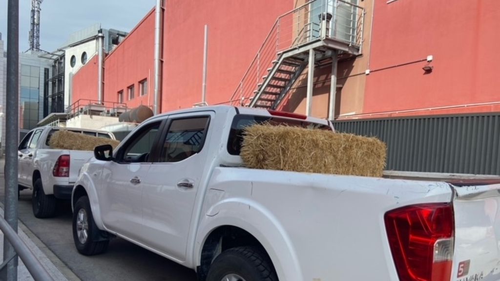 'Los gavilanes de Sálvame' se preparan para el gran estreno