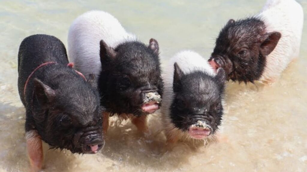 'Pig beach' o cómo unos cerdos recuperaron una playa contaminada en México