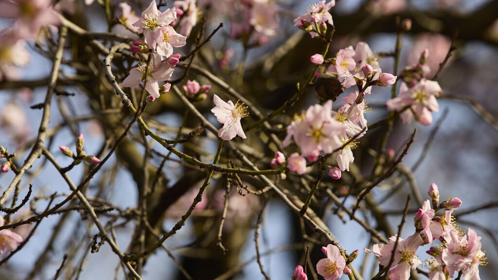 Los almendros florecen antes de tiempo: ¿Está adelantando la sequía el comienzo de la primavera?