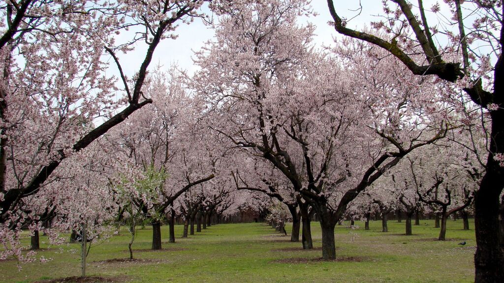 EuropaPress_4253865_imagen_archivo_almendros_flor_quinta_molinos (1)