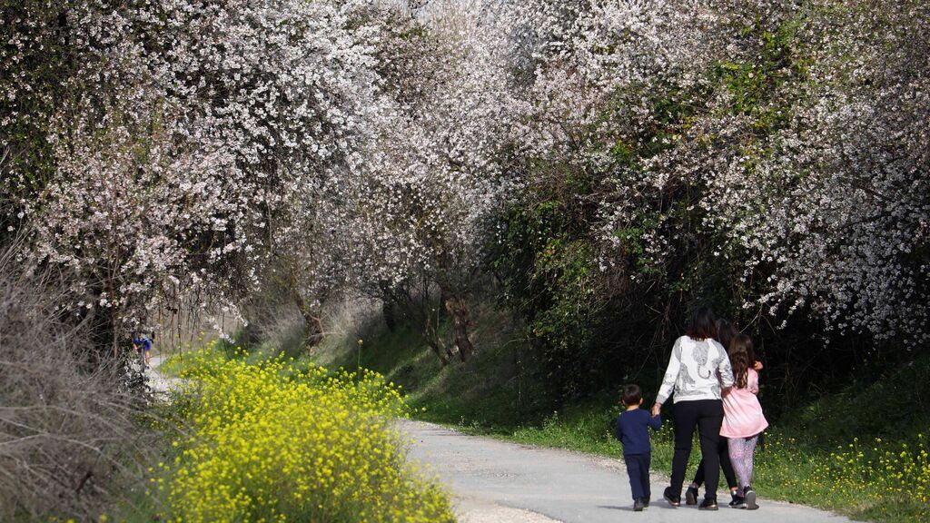 ¿Cómo afecta la falta de lluvia a la floración y qué peligros supone la primavera prematura?