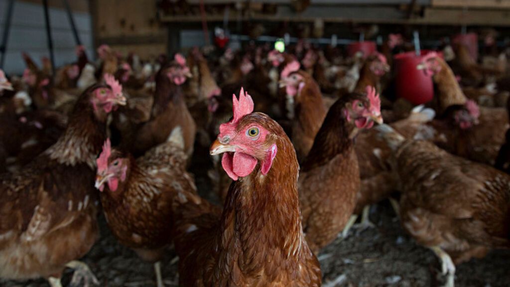 El riesgo de que la gripe aviar pase a los humanos