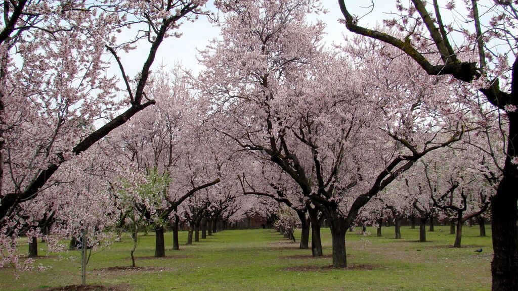 EuropaPress_4253865_imagen_archivo_almendros_flor_quinta_molinos