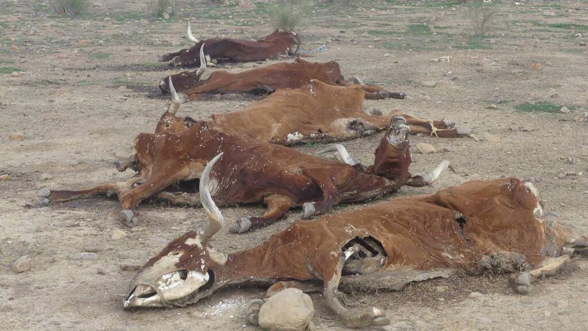 Denuncian el hallazgo de 16 vacas muertas por inanición en una finca de Córdoba Denuncian el hallazgo de 16 vacas muertas por inanición en una finca de Córdoba