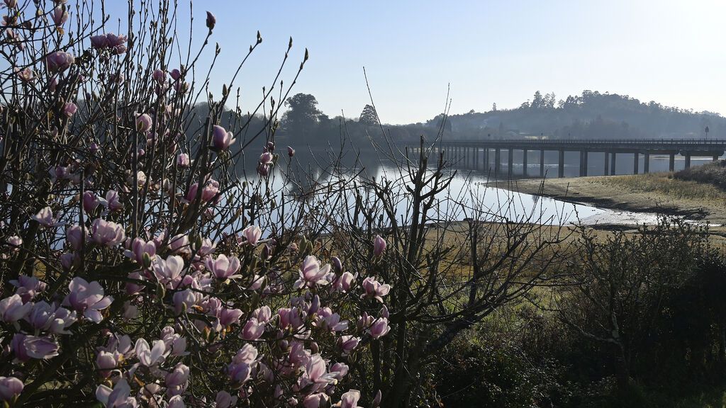 EuropaPress_4242833_arbol_flores_embalse_abegondo_cecebre_febrero_2022_cambre_coruna_galicia