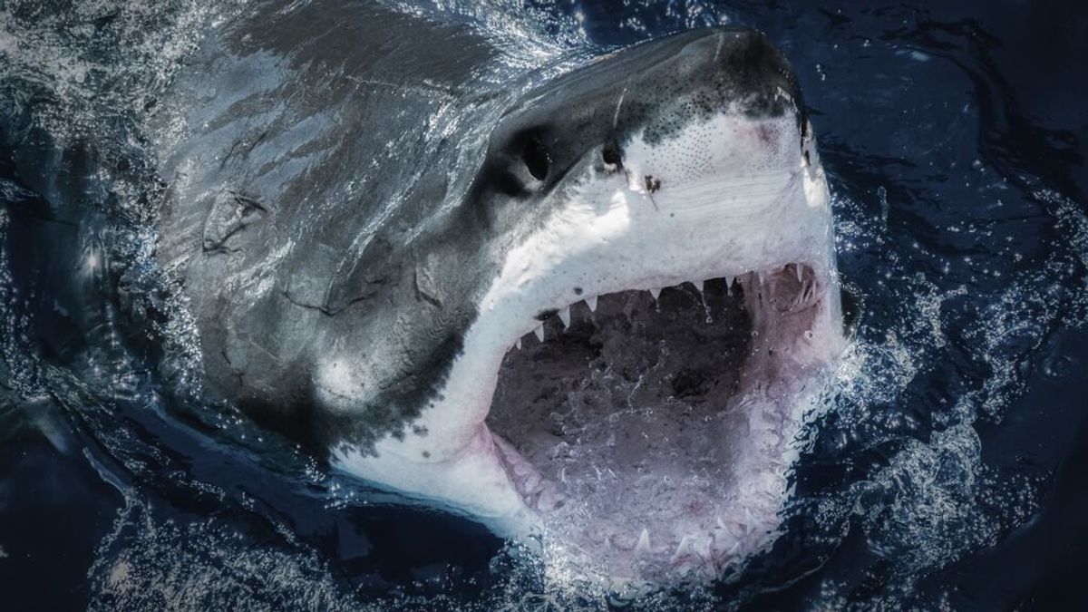 Los peores ataques de tiburones de la historia