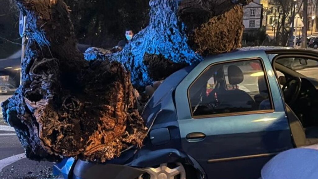 Un enorme árbol se desploma sobre un coche en que viajaba una familia en Gondomar: todos ha salido ilesos