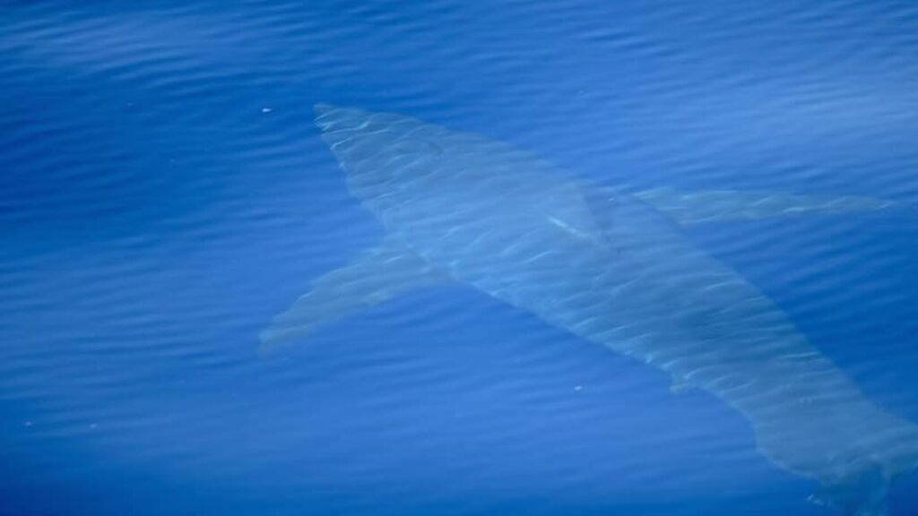 Avistamiento de un ejemplar de tiburón blanco