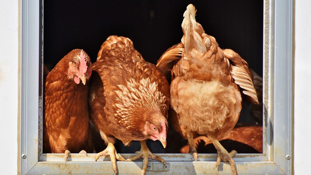 Nuevo brote de gripe aviar en una explotación con 33.400 gallinas en Valladolid