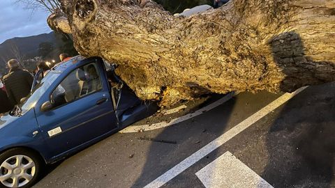 Milagro en Gondomar: salen ilesos tras caer un árbol sobre su coche - NIUS