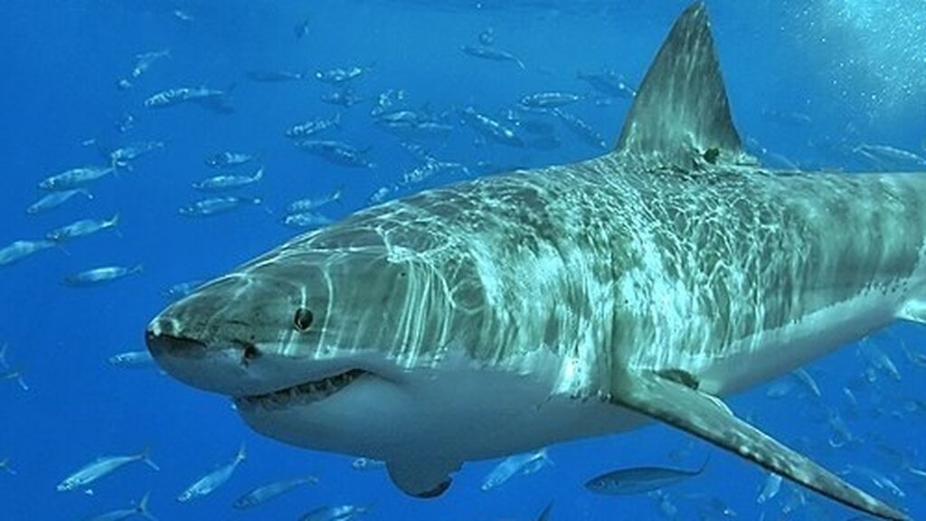 Ejemplar de tiburón blanco